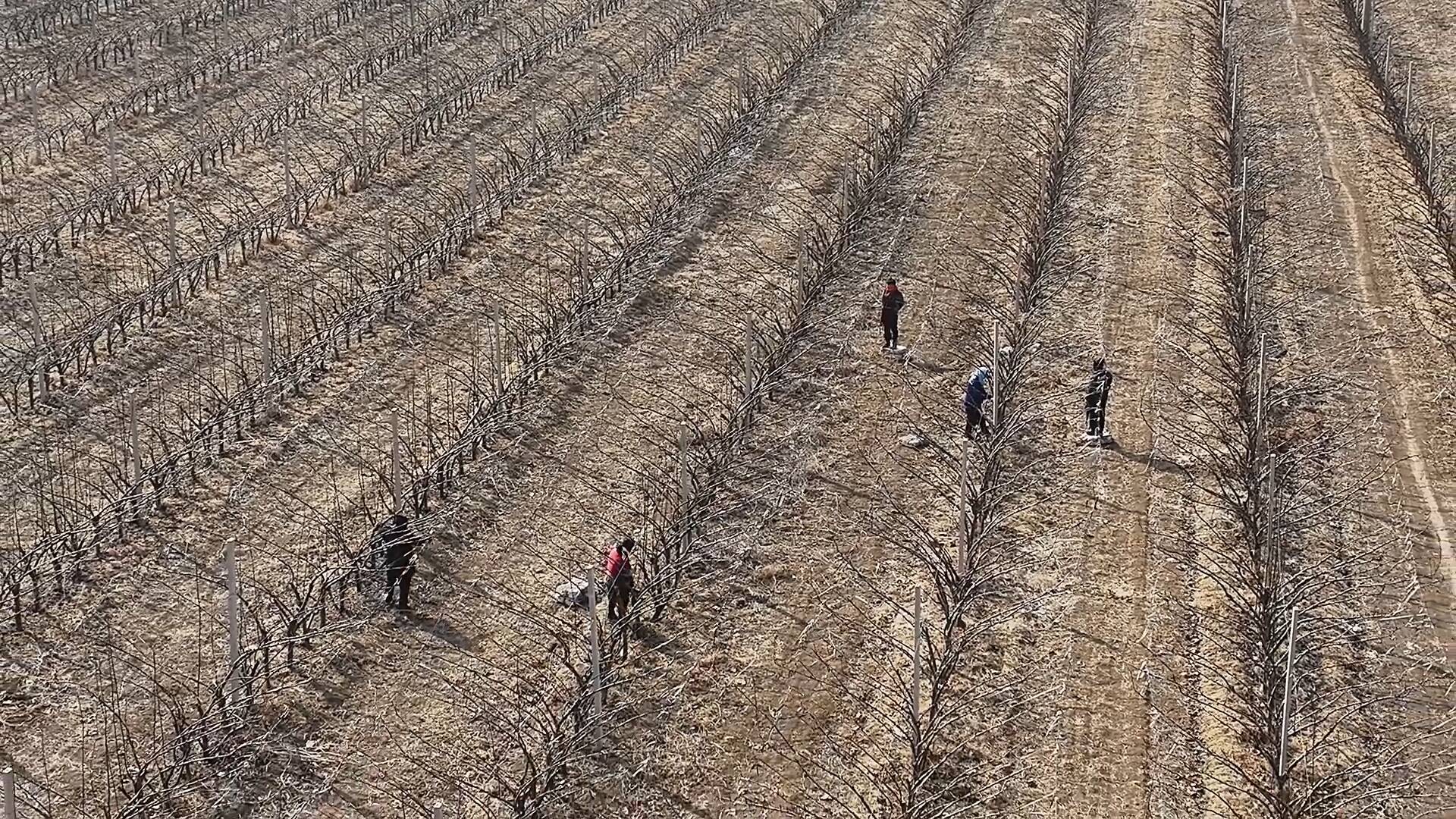 图片展示了一位果农在果园中认真修剪伦晚脐橙树枝的场景,身着工作服,身后是花果同枝的果树,展现出农业劳动与自然和谐共生的画面 果园中果农正在修剪伦晚脐橙树枝