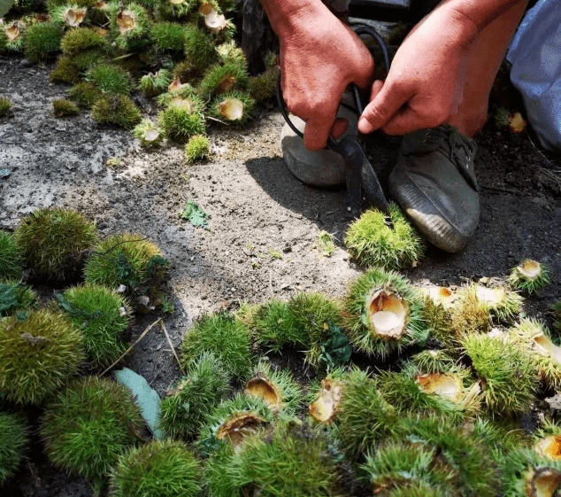 一位主妇在厨房操作台上用刀轻轻划开板栗外壳,旁边摆放着带刺的栗蓬、已剥壳的果仁以及一小堆褐色种皮,背景有蒸锅和料理书,体现日常生活中对板栗外部结构的处理过程 家庭厨房中处理板栗的场景