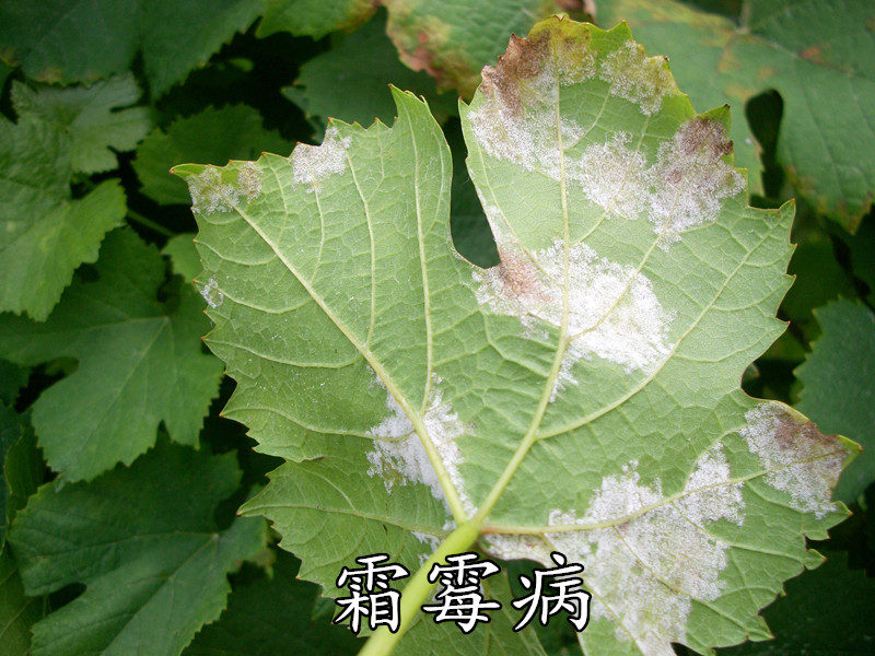 葡萄园通风不良导致白粉病高发场景