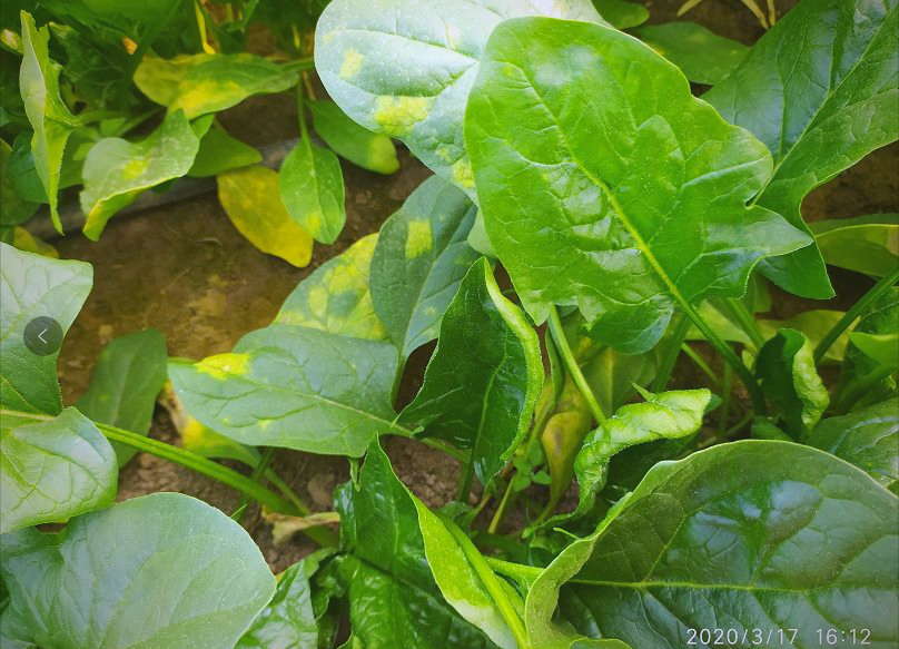 一张近距离拍摄的菠菜植株,显示其顶部嫩叶明显向上卷曲,叶缘皱缩,颜色呈现黄绿斑驳状,部分叶片有轻微斑点,背景为普通大棚种植环境 菠菜叶片卷曲特写