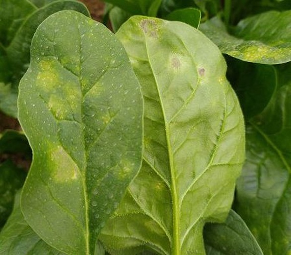 左右对比图,左侧为健康菠菜植株,叶片宽大平展、深绿色、无斑点;右侧为患病植株,叶片明显卷曲、皱缩,带有黄绿花斑,部分叶片边缘干枯,两株均置于相同光照背景下便于比较 菠菜健康与病害对比图