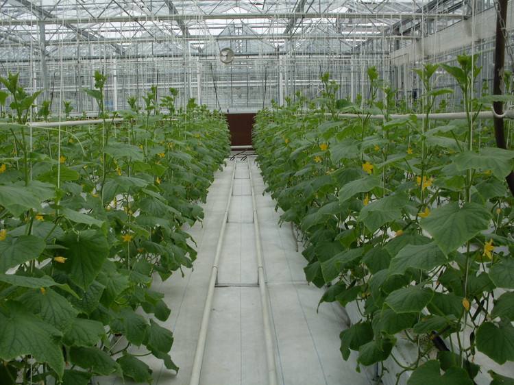 实验室研究人员正在检测植物提取物