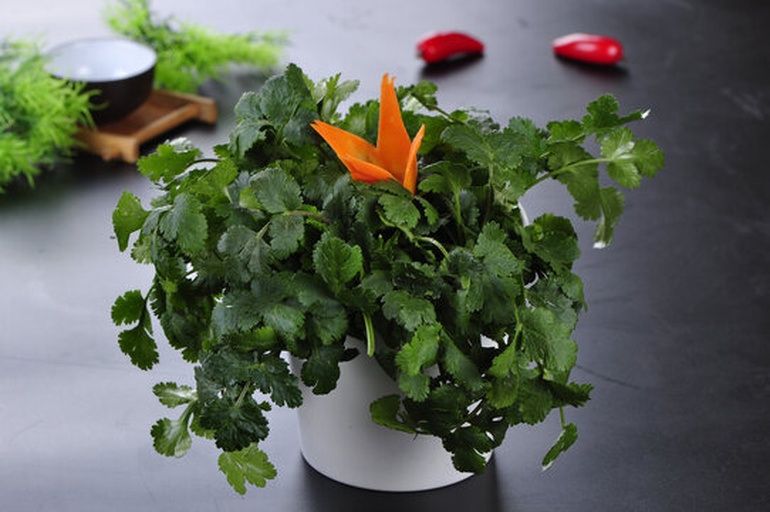 一个白色塑料花盆中种植着多株香菜,植株高度约12厘米,叶片翠绿茂盛,土壤表面湿润,花盆放置在阳台木质桌面上,背景可见其他绿植 香菜盆栽生长状态