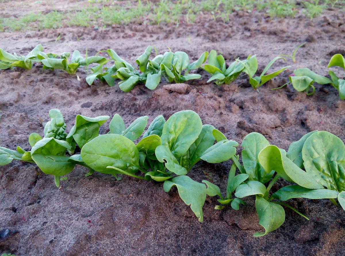 农田中采用高垄栽培模式种植菠菜,土壤疏松,排水沟清晰可见,植株整齐分布于垄面,地表覆盖黑色塑料地膜,远处有工人正在田间作业 菠菜高畦栽培示意图