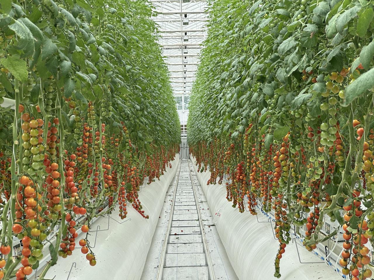 乌鲁木齐普罗旺斯番茄基地航拍图