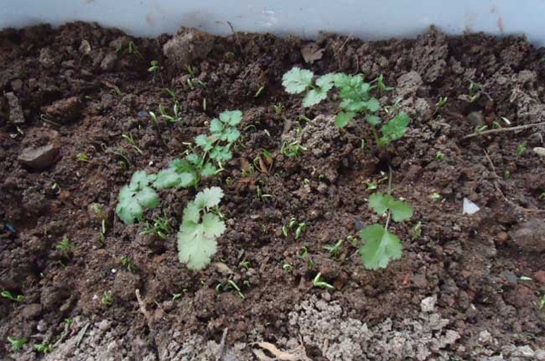 香菜幼苗期田间管理