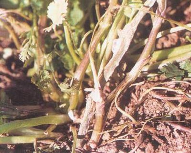 香菜叶子发黄的特写