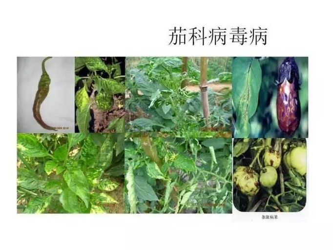 蚜虫在茄子叶片上活动，传播病毒病