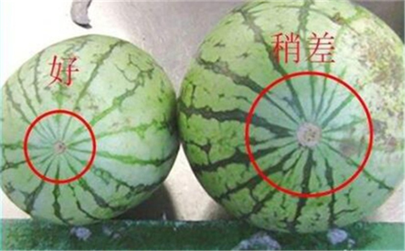 挑选甜瓜的技巧图示