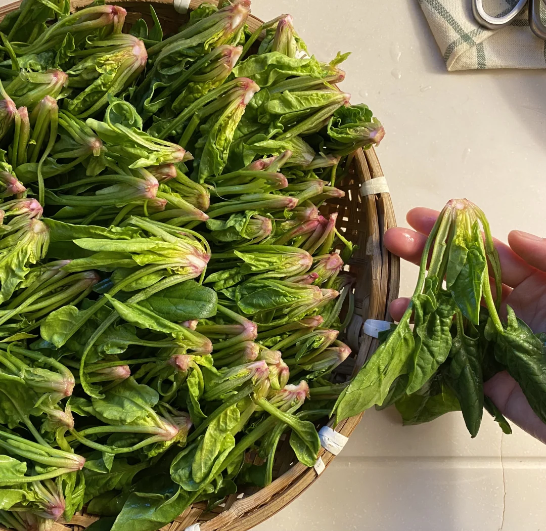 一位家庭主妇在明亮厨房中将一把新鲜菠菜放入沸腾的锅中焯水,旁边放有滤网和冷水盆,准备过凉,桌面上摆放着其他蔬菜,展现健康饮食的生活场景 家庭厨房中焯水处理菠菜的场景