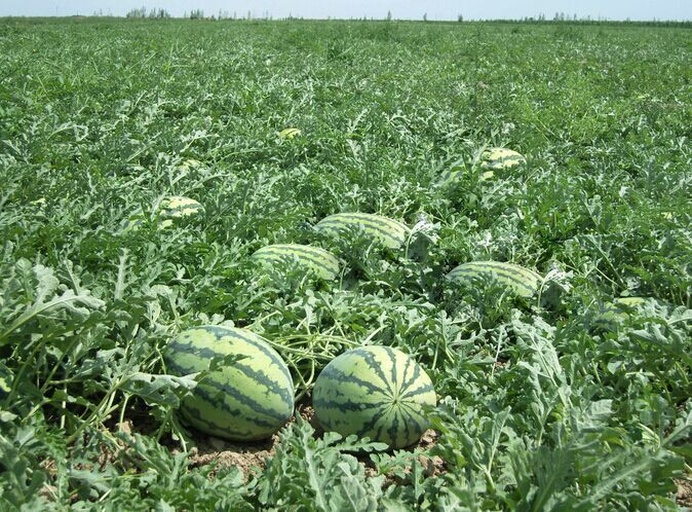 西瓜田间种植管理场景