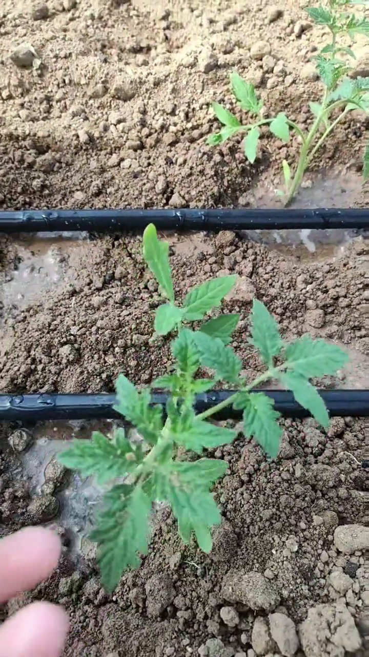 番茄果实膨大期田间管理