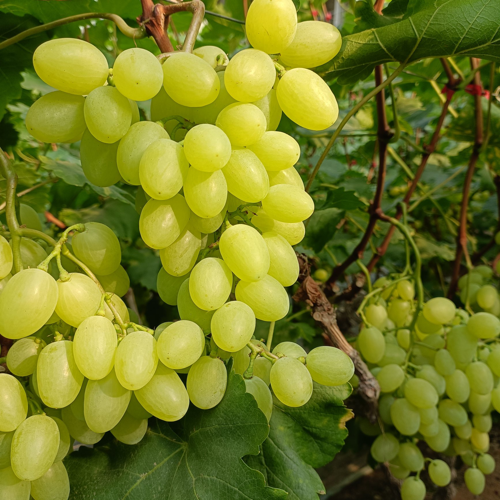 葡萄藤上挂满果实特写