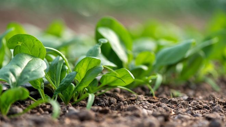 菠菜田中不同深浅绿色的菠菜植株对比