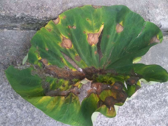 芋头典型病害症状对比图：左上软腐病球茎切面（灰褐糊状）、右上芋疫病叶片背面白色霉层、左下炭疽病叶片黑褐色圆斑带黄晕、右下白绢病茎基部白色菌丝与褐色菌核