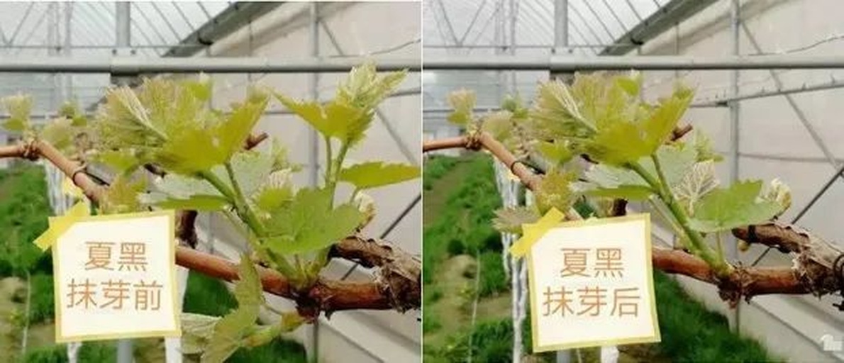 夏黑葡萄抹芽前后对比图