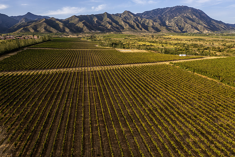 一片整齐划一的现代葡萄园, rows of grapevines extend into the distance under clear blue sky, with reflective mulch film covering the ground and trellis systems supporting lush green vines, some clusters of golden-green Shine Muscat grapes visible, located in a high-altitude dry region 葡萄园航拍全景