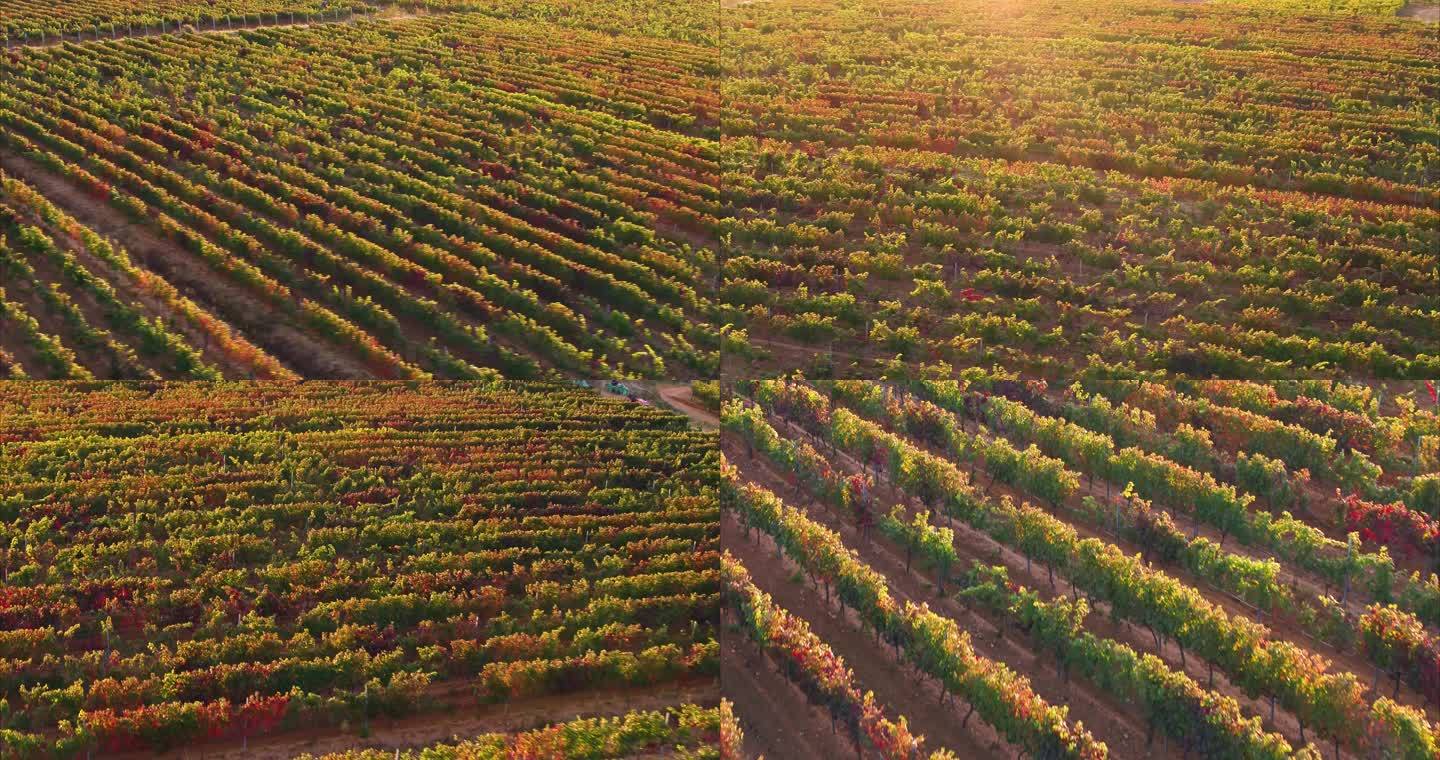 云南早熟青提种植园区航拍图