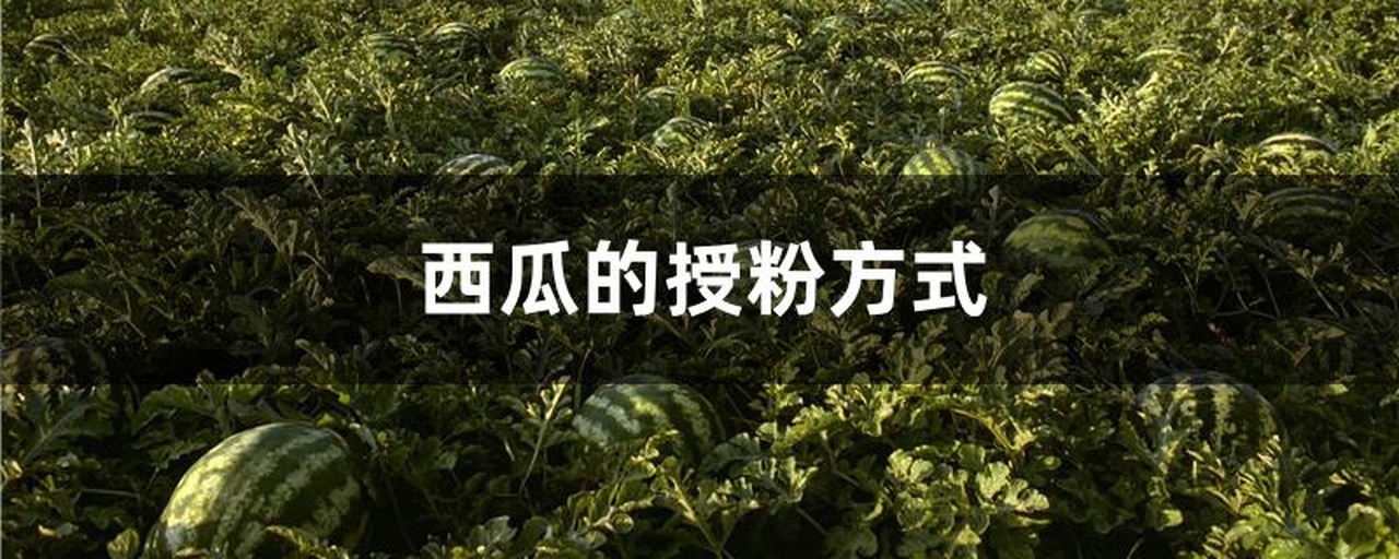 西瓜种植管理示意图