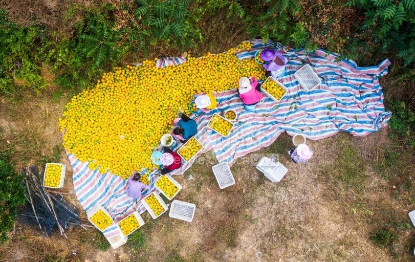 冬桃采摘场景图