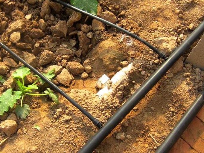 一位农民正在黄瓜田中铺设黑色滴灌管道,周围土壤干燥但植株保持绿色,展示现代化节水灌溉技术在抗旱种植中的应用 农民在田间铺设滴灌带进行抗旱管理