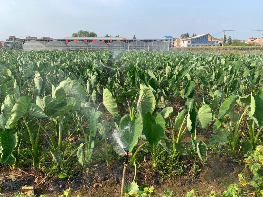图示:长江中下游地区毛芋头高产田滴灌布设细节——黑色地膜全覆盖、双行种植、垄上铺设两条滴灌带(间距30cm)、滴头间距20cm、滴头流量1.2L/h;标注压力表读数(0.12MPa)、过滤器目数(120目)、首部施肥罐接口位置 毛芋头水肥一体化滴灌系统田间布设实景