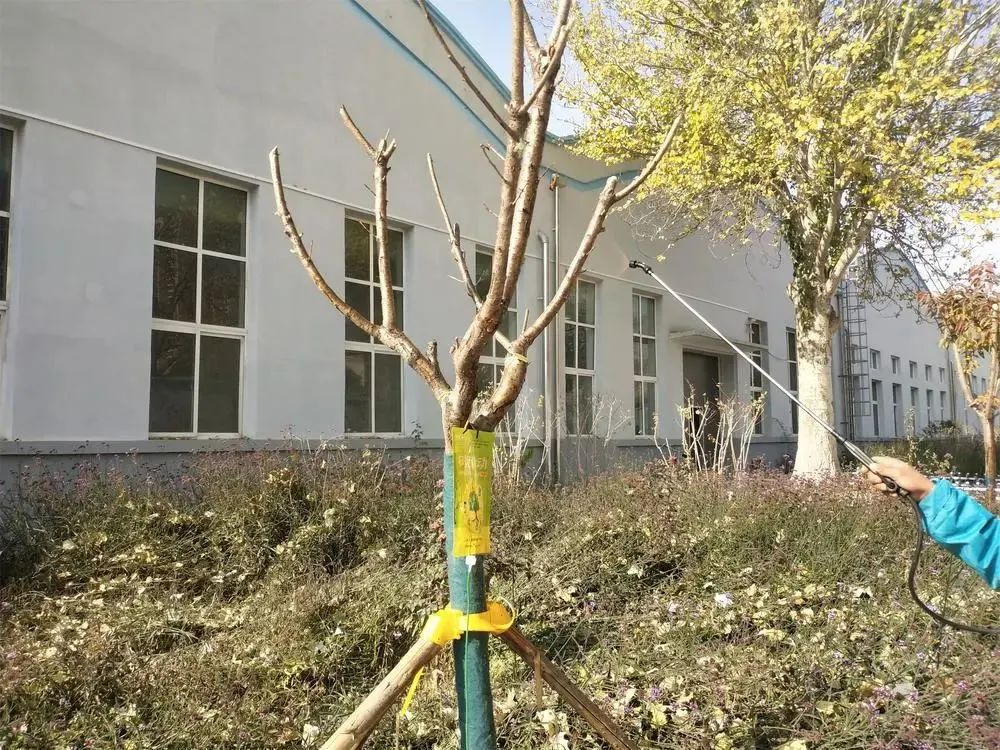 罗汉松盆景正在接受手持喷雾器喷药处理