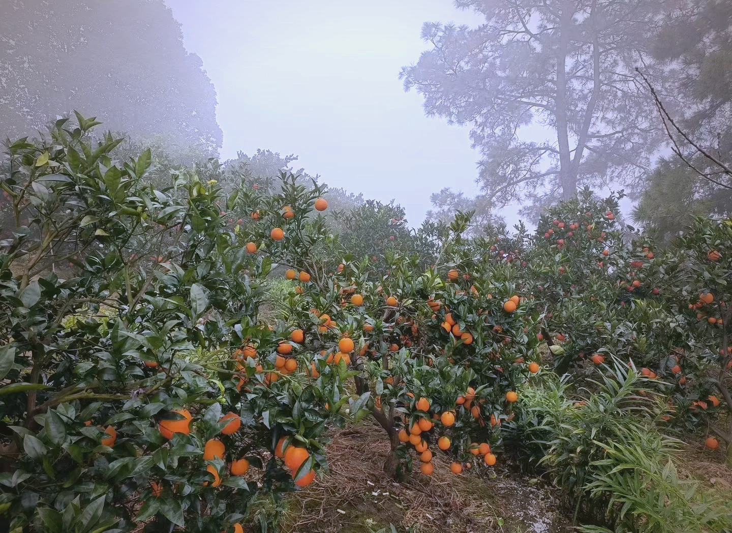 一片金黄色的蜜橘果园,阳光洒在挂满果实的橘树上,农民正在采摘成熟的蜜橘,背景为丘陵地貌,清晨薄雾缭绕,充满丰收氛围 蜜橘果园全景