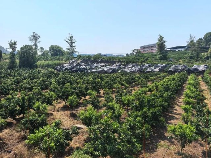 沃柑果园全景图