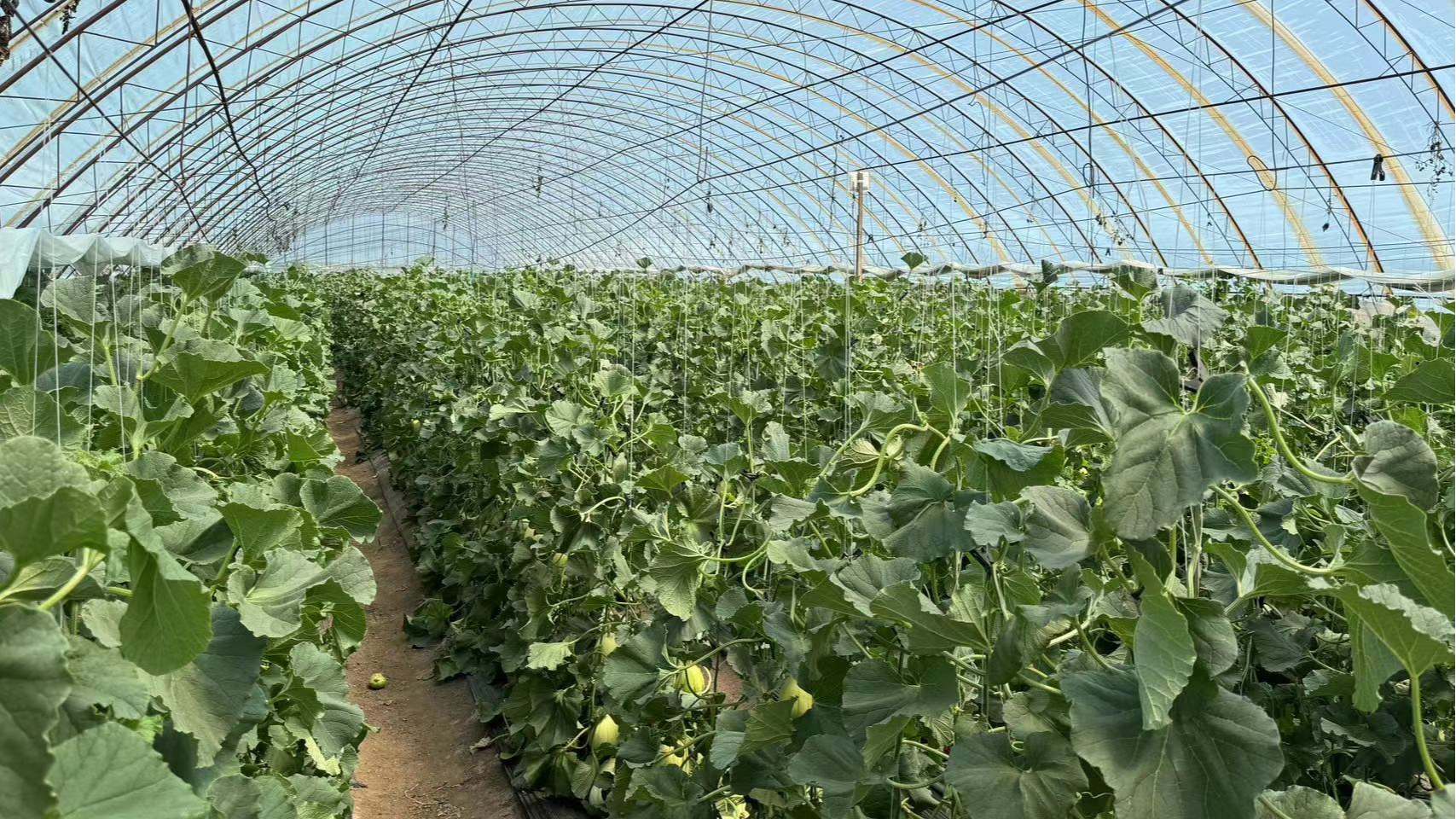 哈密瓜种植基地采用滴灌系统进行高效施肥的现场图示 哈密瓜种植基地滴灌施肥现场