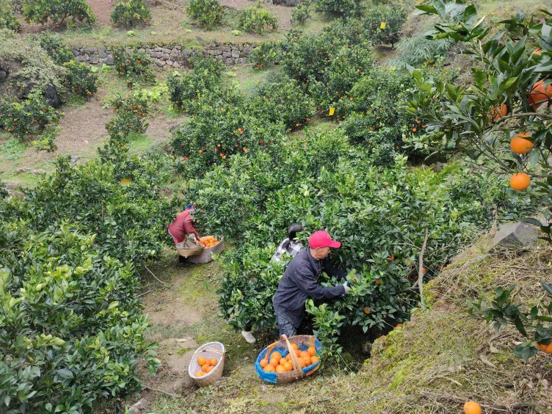 沃柑果园采摘现场,工人正在挑选成熟的沃柑 沃柑果园采摘现场