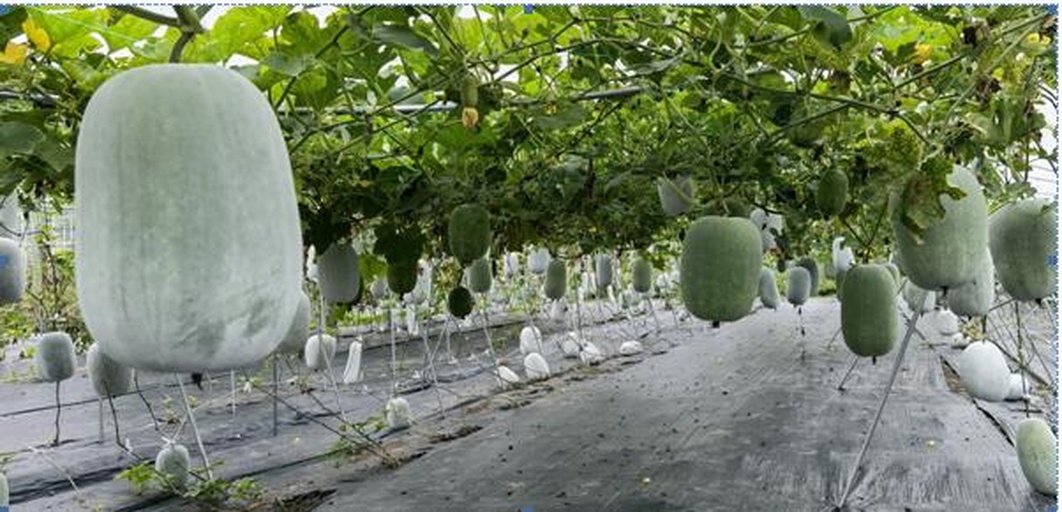 航拍视角下的江苏盐城大丰区冬瓜种植基地,成片的藤蔓整齐排列,白色网状支架支撑着硕大的冬瓜果实悬于地面之上,田间有农民正在采收,背景可见灌溉渠与生态防护林带 大丰冬瓜种植基地航拍图