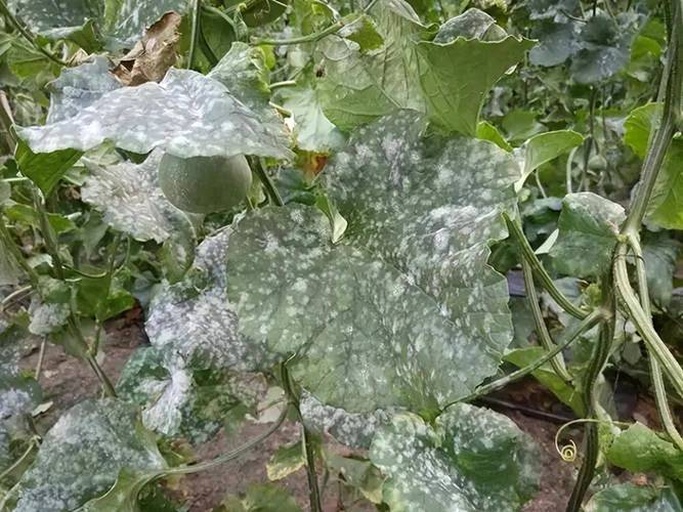 西葫芦叶片病害特写图