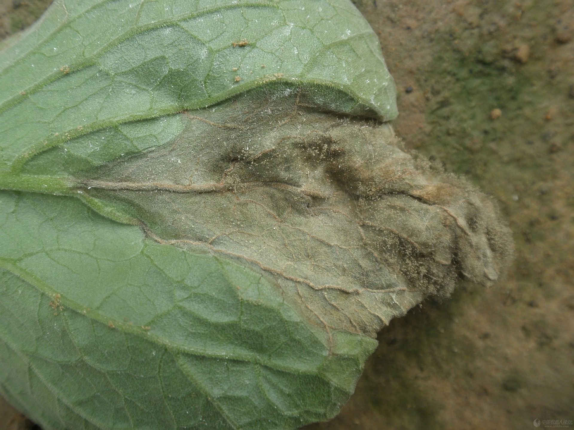 叶片正面出现多个不规则黄褐色病斑,边缘模糊,背面可见明显黑色霉层,叶脉附近病斑呈放射状分布,部分叶片轻微卷曲 梨黑星病叶片症状