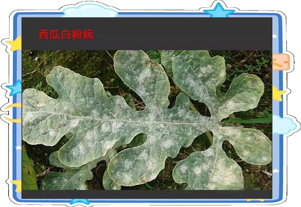 展示京欣西瓜叶片出现白粉病症状,旁边放置喷雾器进行防治作业 京欣西瓜病害防治图示