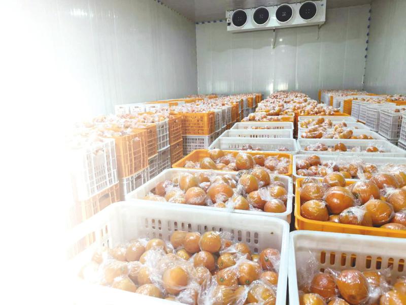 橙子保存方法3：冷藏保存