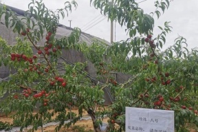 元茴是八角吗？一文厘清八角的学名、别称与常见误区