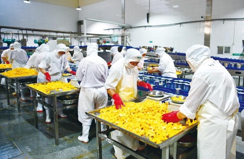清晨时分,果农在黄果树镇果园内手工采摘黄果丫,使用专用采果剪避免损伤果蒂;地面铺设软布防止磕碰;背景为现代化分选车间,传送带上正在进行光电分级筛选,工人佩戴手套进行人工复检 黄果树黄果丫采摘与分选作业现场