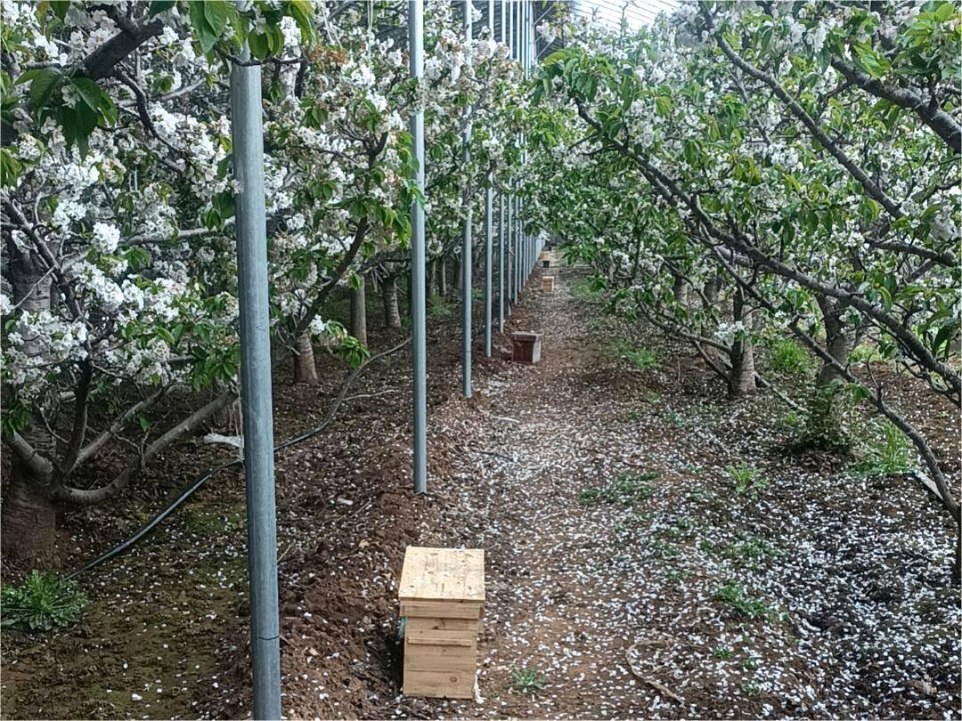 果园蜜蜂授粉场景