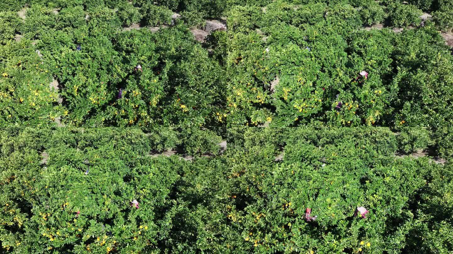 无人机视角拍摄的丘陵地带金桔果园,成片绿色果树整齐排列,树上挂满金黄色果实,农民正在田间采摘,远处有山峦和晨雾,体现生态种植环境 金桔种植园航拍图