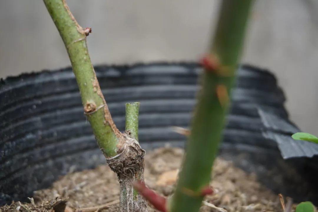 红梅修剪前后对比图