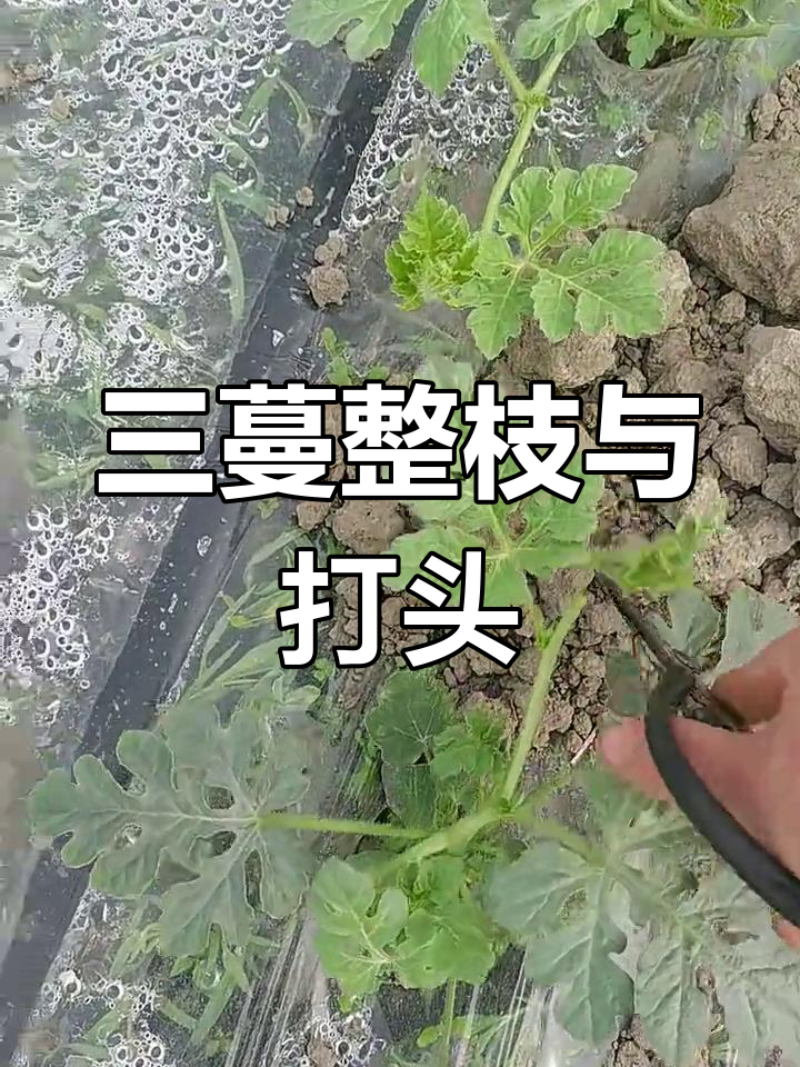 西瓜结构图解