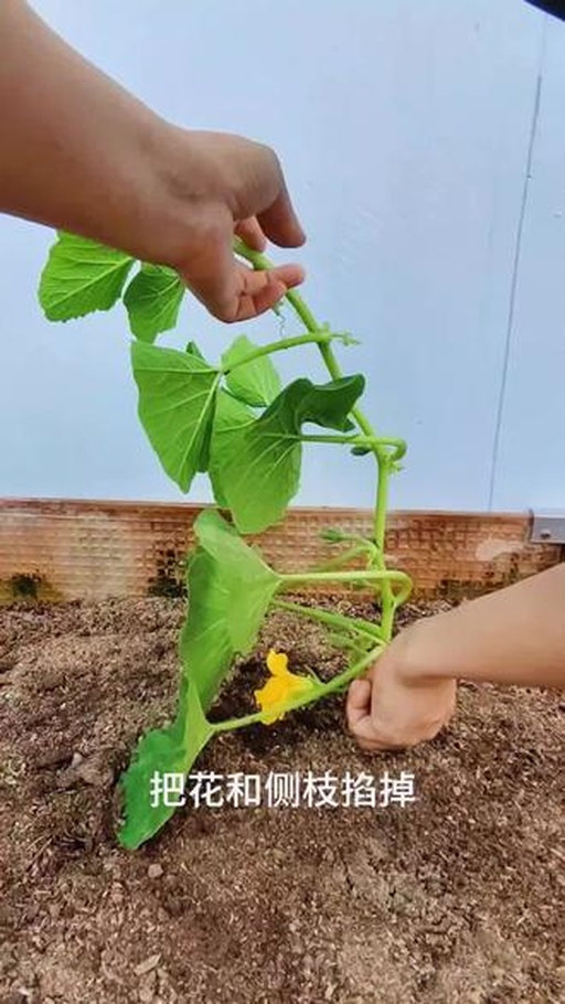 贝贝南瓜整枝管理