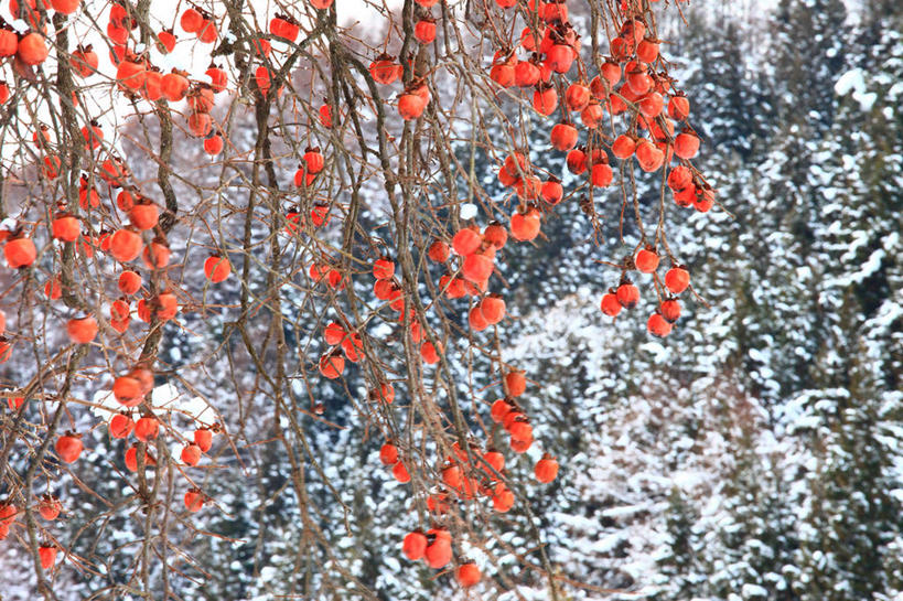 老柿子树冬季剪影