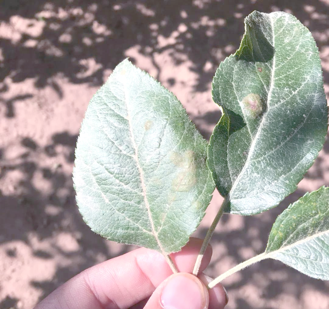 苹果小叶病症状图