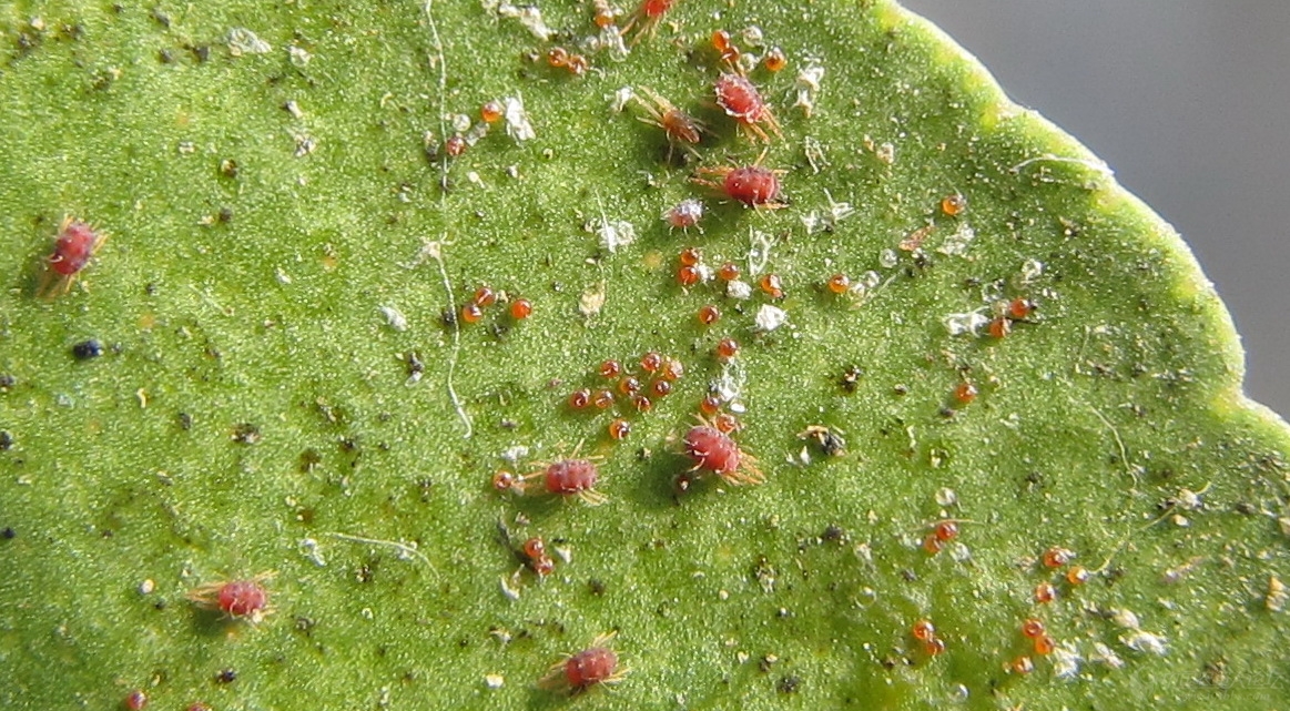 黑芝麻受害叶片特写,显示芝麻天蛾或红蜘蛛危害症状 黑芝麻受害叶片特写