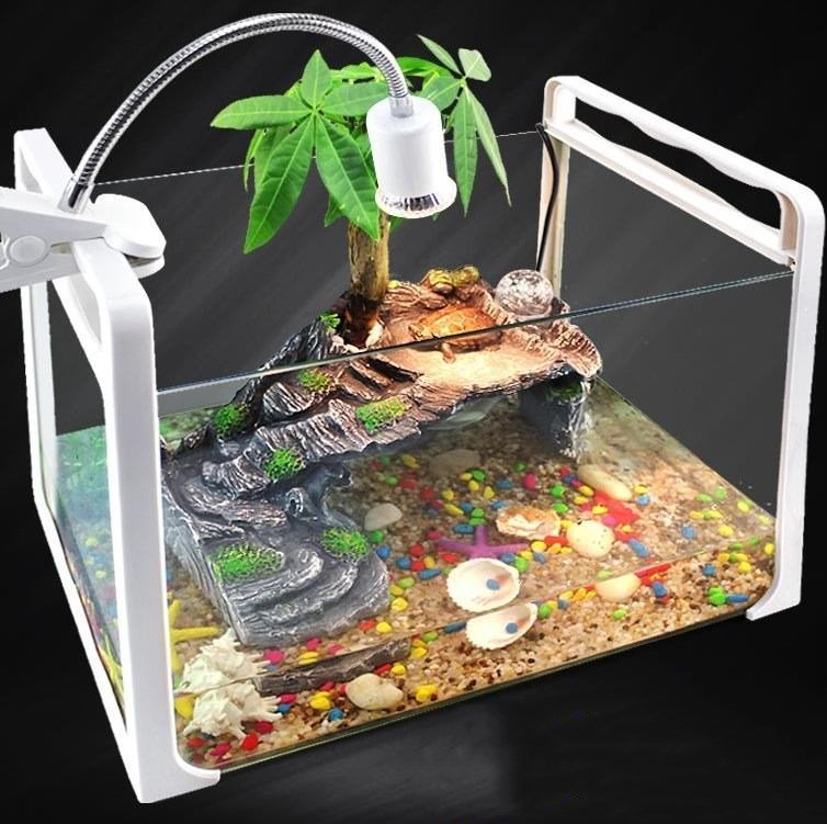 白色小龙虾在生态缸中游动