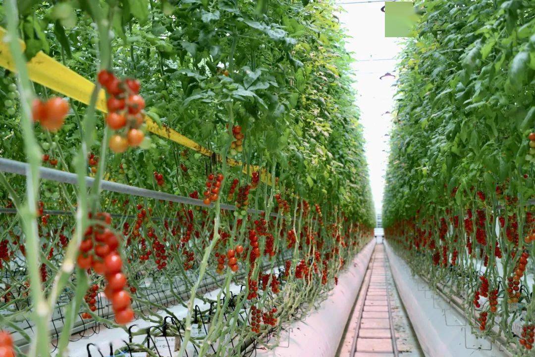 茄小番在大棚中种植的实景图