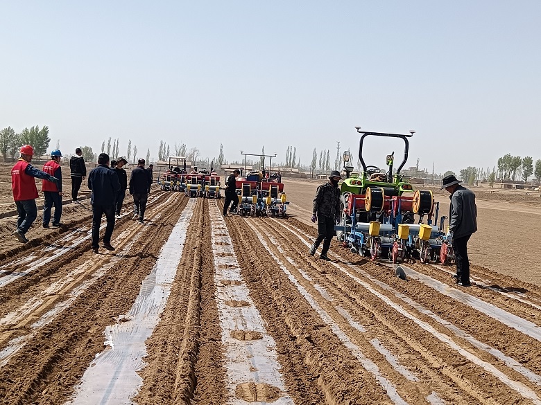 大面积农田中农民正在机械条播荷兰豆种子,土地已翻耕平整,远处有滴灌带铺设痕迹,显示现代化节水灌溉系统应用 荷兰豆田间播种场景