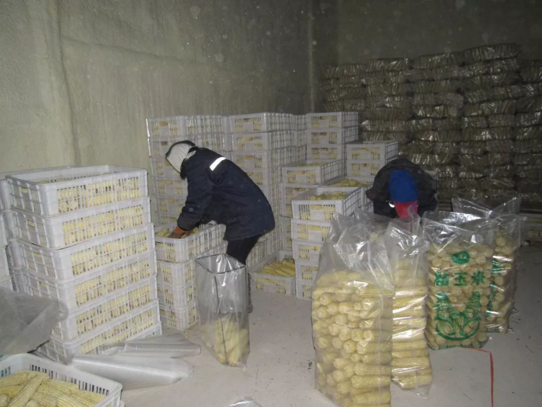 超市冷冻食品区陈列着多个品牌的速冻玉米产品，消费者正在挑选